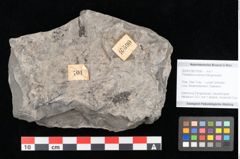 Foto (Objekt + Etikett) von Thinnfeldia lunzensis Ettingshausen (NHMW-GEO-2024-0188-10590)